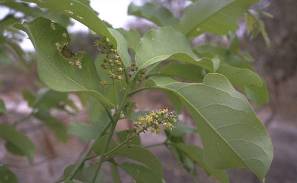 Листья дерева Сейба